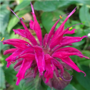 Monarda 'Feckenham Fanfare'